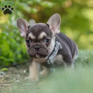 Page, French Bulldog Puppy